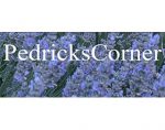 美国Pedricks Corner薰衣草和倒挂金钟苗圃