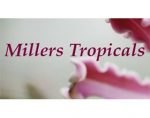 美国米勒的兰花和珍稀热带植物 Millers Tropicals