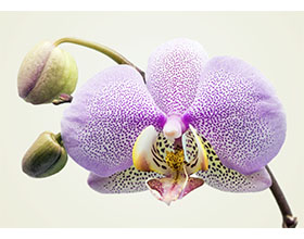 兰花的类型：视觉纲要 Types of Orchids: A Visual Compendium