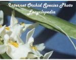 兰花品种图片网络百科全书 Internet Orchid Species Photo Encyclopedia