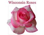 美国威斯康星月季 Wisconsin Roses