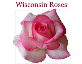 美国威斯康星月季 Wisconsin Roses