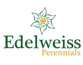 美国雪绒花多年生植物苗圃 Edelweiss Perennials