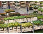 荷兰花卉出口在2019年前6个月增长3%