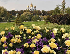 微型玫瑰-来自俄罗斯的爱 Miniature roses, from Russia with love