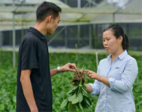 优化植物营养的土壤肥料-ICL特种肥料在中国的成功