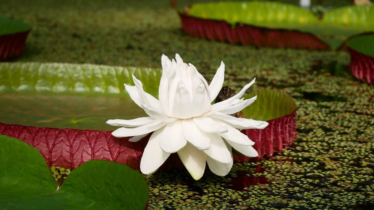 王莲（Victoria amazonica）