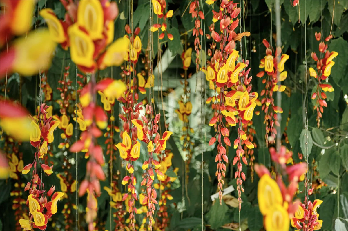 黄花老鸦嘴（Thunbergia mysorensis）