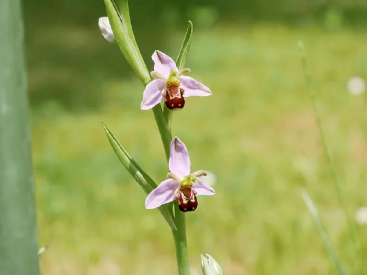 蜂兰（Ophrys apifera）