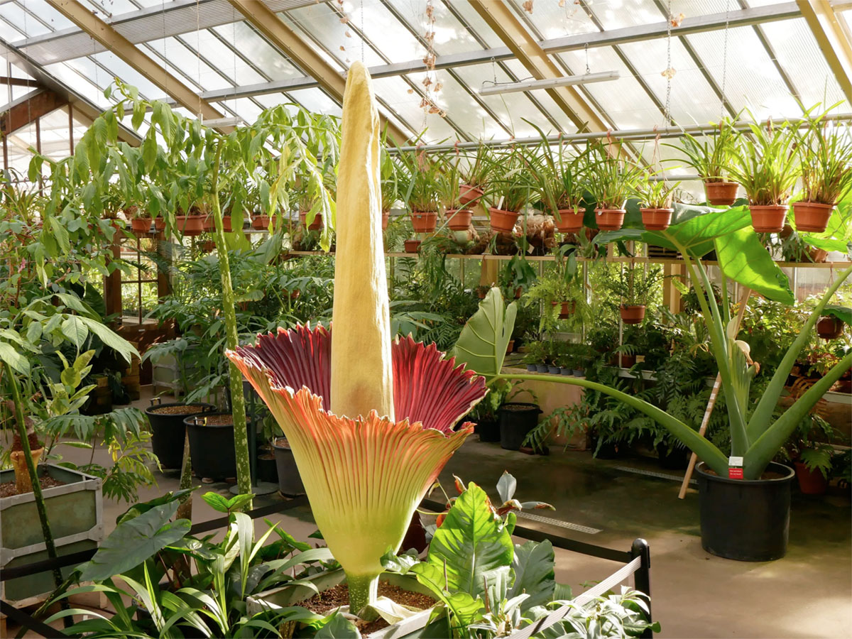 巨魔芋（Amorphophallus titanum）