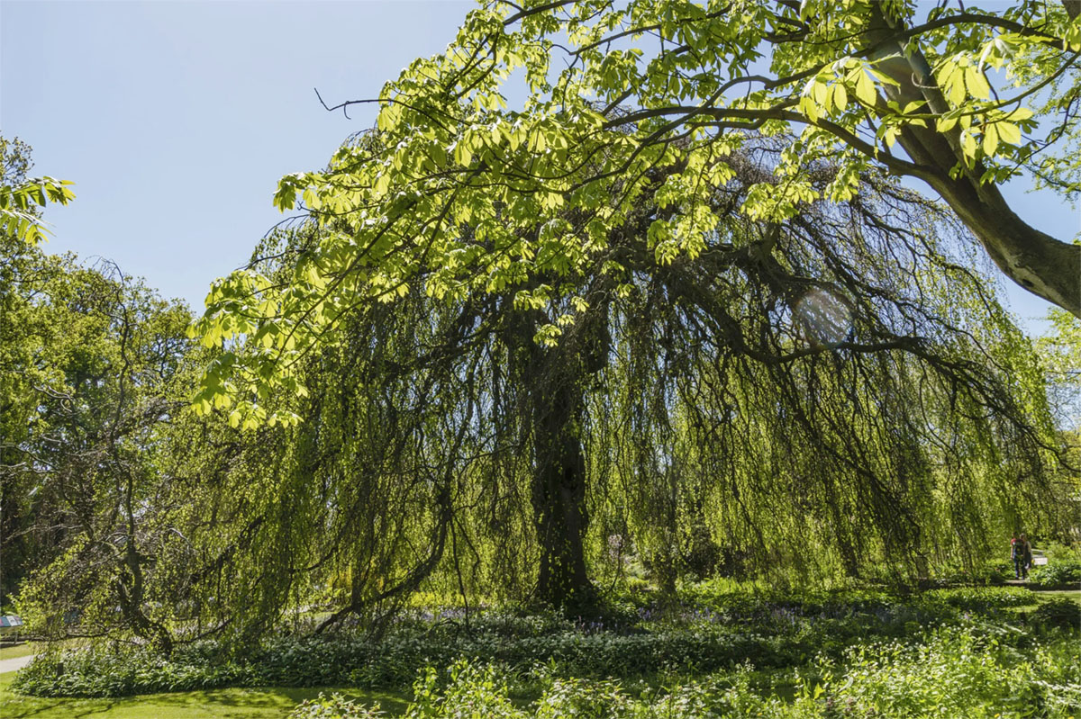 垂枝欧洲水青冈（Fagus sylvatica 'Pendula'）