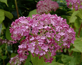 荷兰Kwekerij绣球苗圃 De Hydrangea Kwekerij