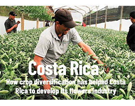 多样化如何帮助哥斯达黎加发展其花卉产业