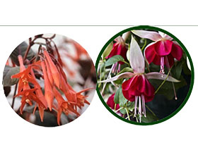 英国莫尔坎贝区倒挂金钟协会 Morecambe & District Fuchsia Society