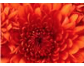 英国威伦霍尔菊花协会Willenhall Chrysanthemum Society