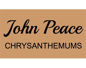 英国John Peace 菊花 John Peace Chrysanthemums