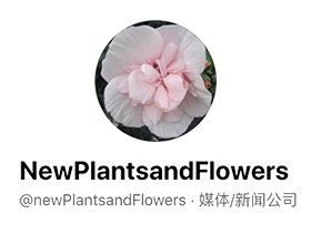 荷兰观赏植物新闻网 newPlantsandFlowers