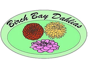 美国桦树湾大丽花 Birch Bay Dahlias