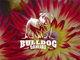 美国牛头犬大丽花 BULLDOG DAHLIAS