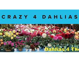 美国疯狂大丽花苗圃 Crazy 4 Dahlias