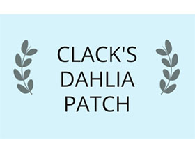 美国克拉克大丽花色块 Clack's Dahlia Patch