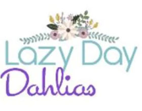 美国懒日大丽花 Lazy Day Dahlias