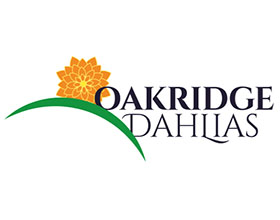 加拿大橡树岭大丽花 Oakridge Dahlias