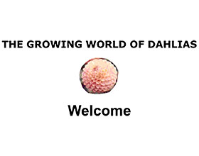 英国成长的大丽花世界 THE GROWING WORLD OF DAHLIAS