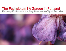 美国波特兰倒挂金钟花园 The Fuchsietum | A Garden in Portland