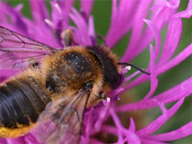英国授粉者花园网站 The Pollinator Garden