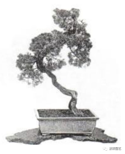 日本真柏的秘密历史