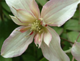 Clematis Montana