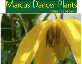 英国马库斯舞者植物 Marcus Dancer Plants