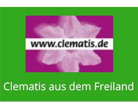 德国户外耐寒铁线莲 Clematis aus dem Freiland