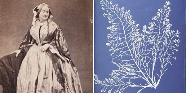 法国花园世界中的女性 安娜·阿特金斯（Anna Atkins），第一位花卉摄影师