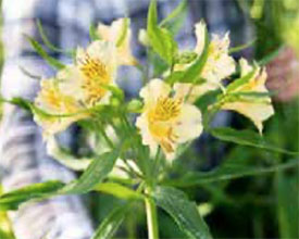 走在绷紧的绳子上的英国种植者和“Rock British Flowers”运动