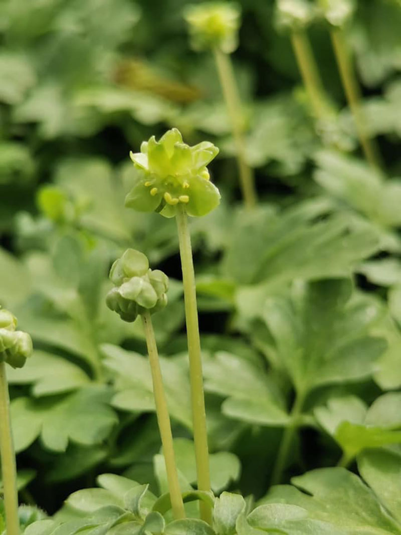 荷兰霍特斯·阿尔克玛植物园 Hortus Alkmaar