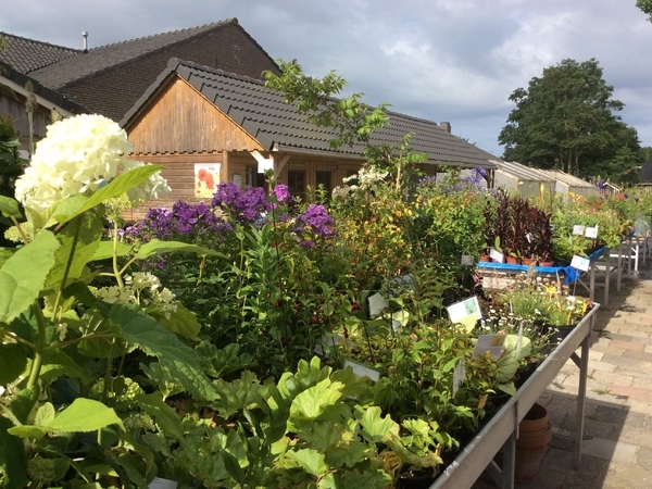 荷兰玛格丽特苗圃 Kwekerij Margriet