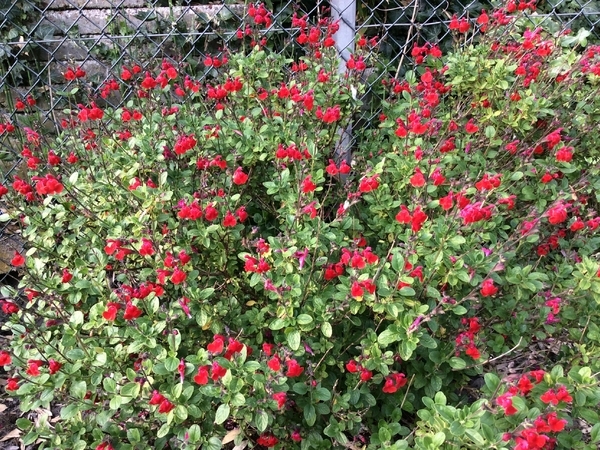 荷兰玛格丽特苗圃 Kwekerij Margriet