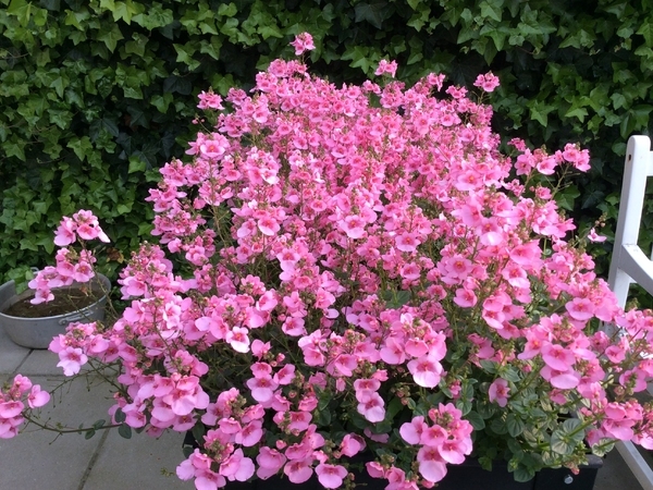 荷兰玛格丽特苗圃 Kwekerij Margriet