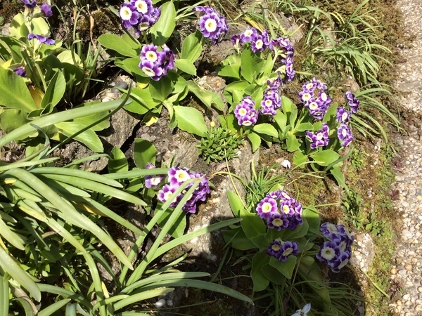 荷兰德格斯花园 Tuin de Geus