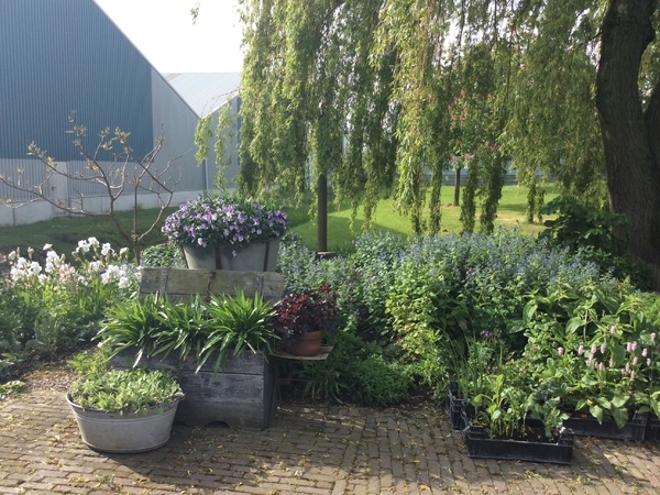 荷兰德格斯花园 Tuin de Geus