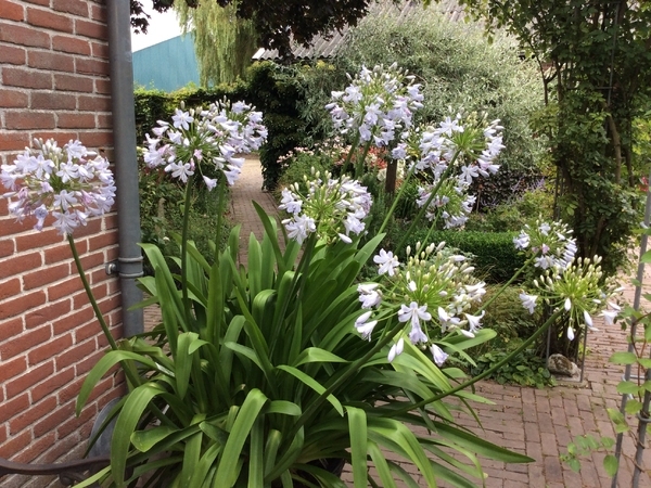 荷兰德格斯花园 Tuin de Geus