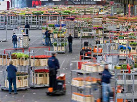 荷兰Royal FloraHolland CEO为仓促的数字化决策道歉