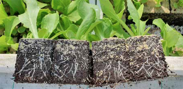 用植物生态胶减少黑泥炭的使用