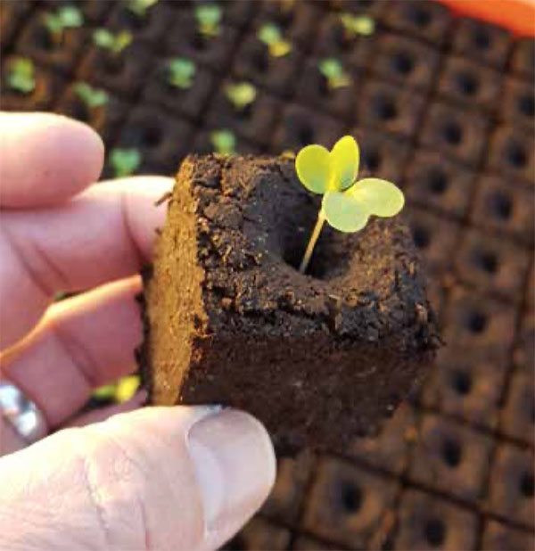 用植物生态胶减少黑泥炭的使用