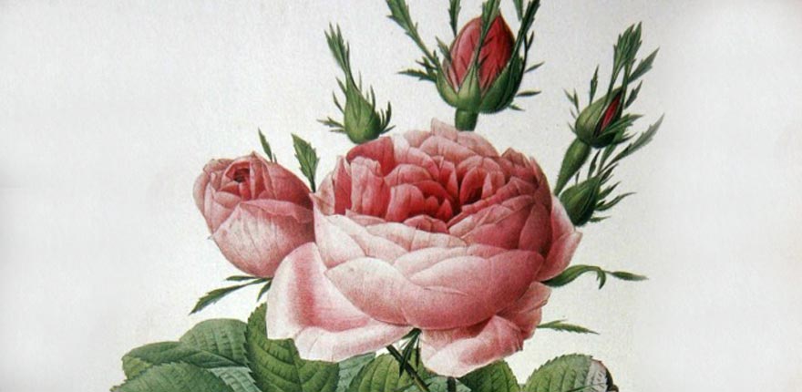 法国玫瑰协会Roses Anciennes en France