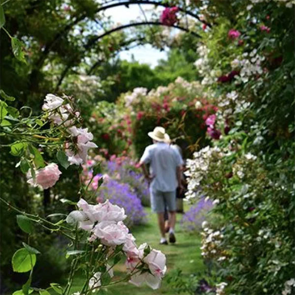 英国彼得比尔斯玫瑰有限公司 PETER BEALES ROSES