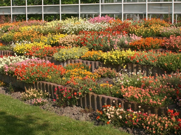 荷兰伊纳库林花园 Ilnacullin tuin