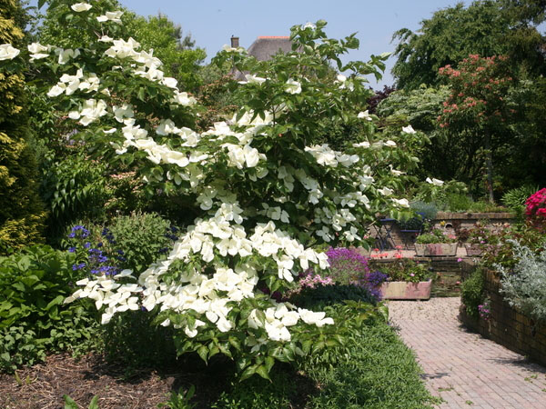 荷兰伊纳库林花园 Ilnacullin tuin